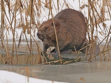 Murowaniec – ukryty skarb Sulejowskiego Parku Krajobrazowego, 